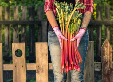 The Benefits of Rhubarb You’ve Been Missing Out On