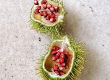 4 Surprising Uses of Annatto Seeds Across Cultures