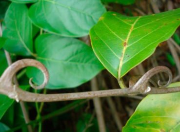 The Cat is Out of the Bag: Everything  You Need to Know About Cat’s Claw