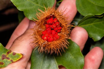 El poder del achiote